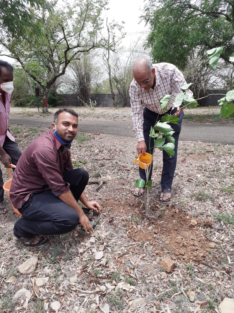 tree plantation