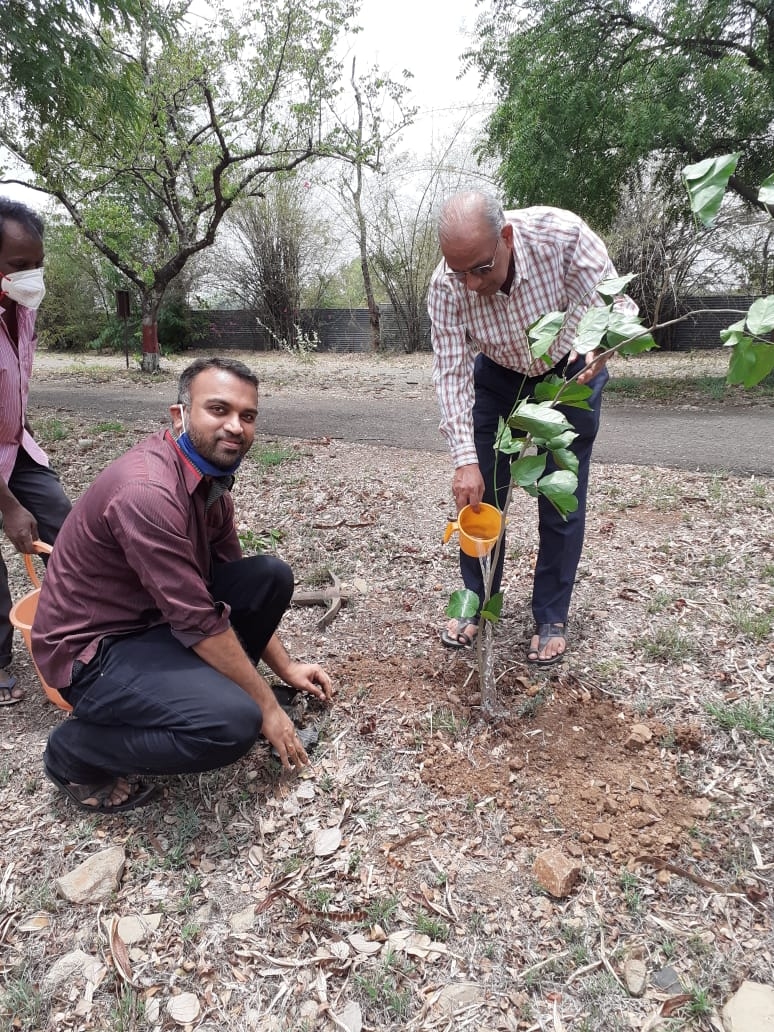 tree plantation